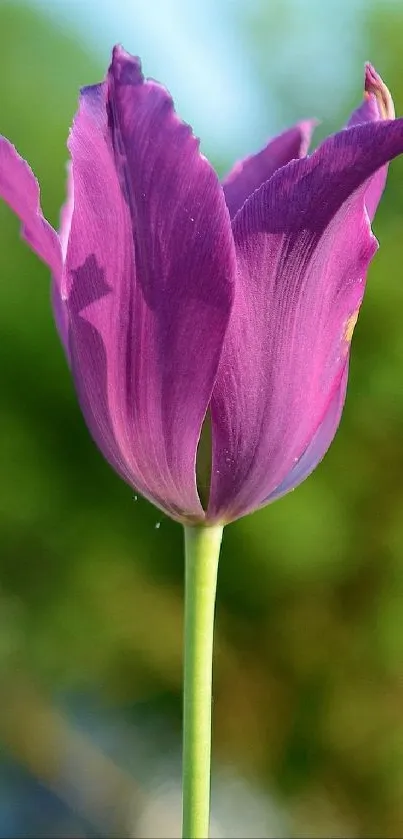 Close-up of a vibrant purple tulip with a blurred green background.