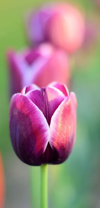 Close-up of a vibrant purple tulip flower against blurred green background.