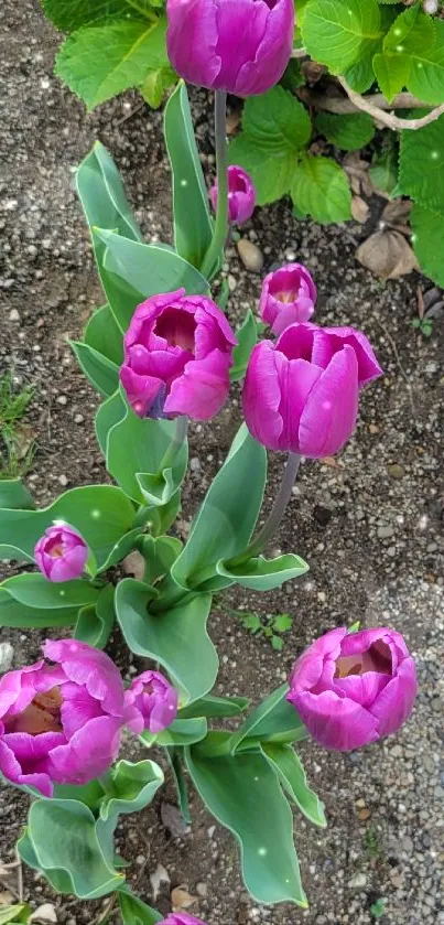 Vibrant purple tulips with lush leaves.