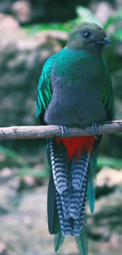 Vibrant Quetzal bird perched with green and red plumage in nature setting.