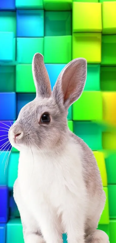 Cute rabbit with colorful cubed background.