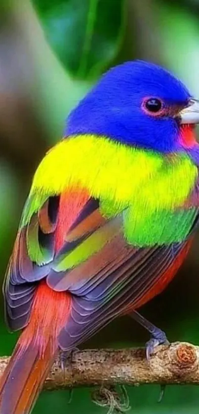 Vibrant rainbow-colored bird on a branch in nature.