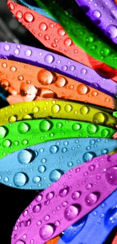 Rainbow-colored flower petals with water droplets.