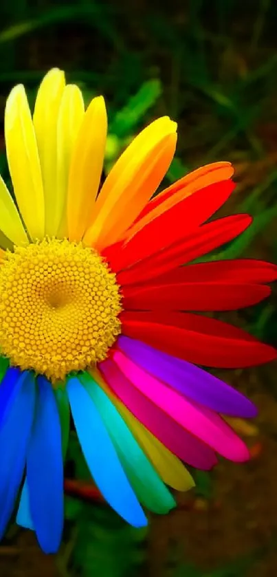 A vibrant daisy with rainbow-colored petals on a natural background.