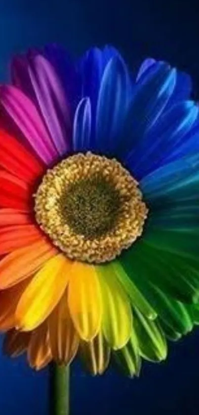 Vibrant rainbow colored flower with petals in every shade against a deep blue background.