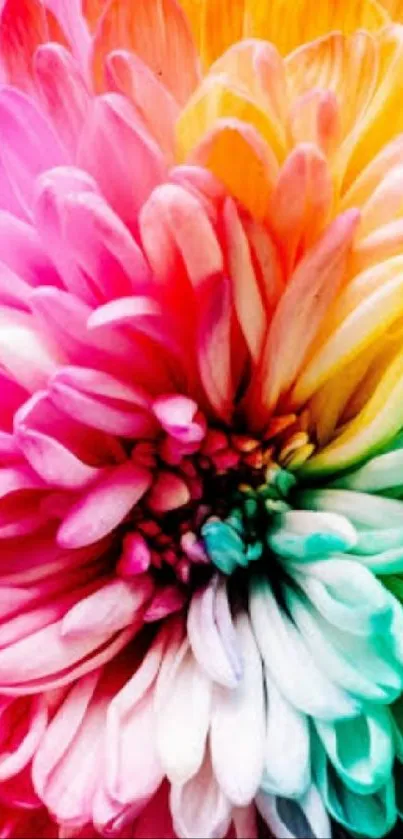 Vibrant rainbow flower against black background.