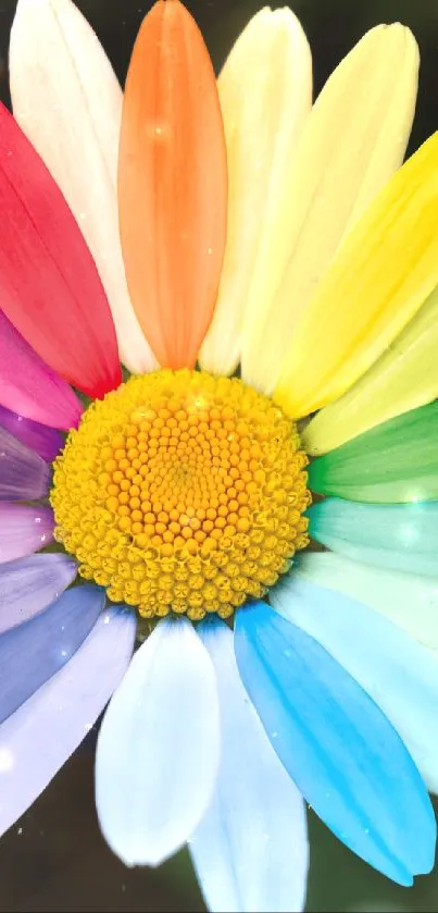Vibrant rainbow-colored flower with diverse petals.