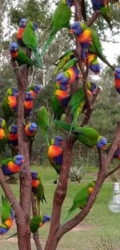 Colorful rainbow lorikeets perched on a tree in a lush forest setting.