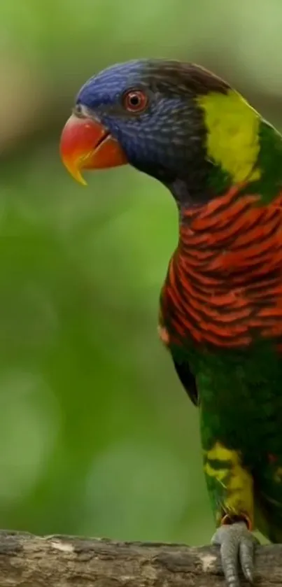 Vibrant rainbow parrot perched on a branch in lush greenery.