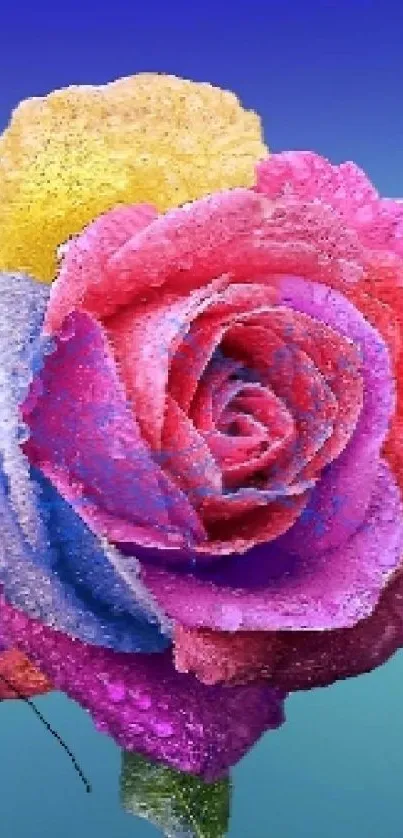 A vibrant rainbow rose on a blue background.