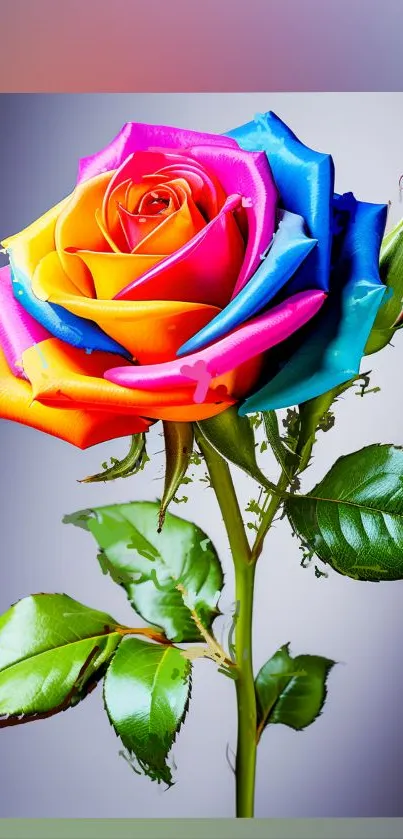 Vibrant rainbow-colored rose with lush green leaves.