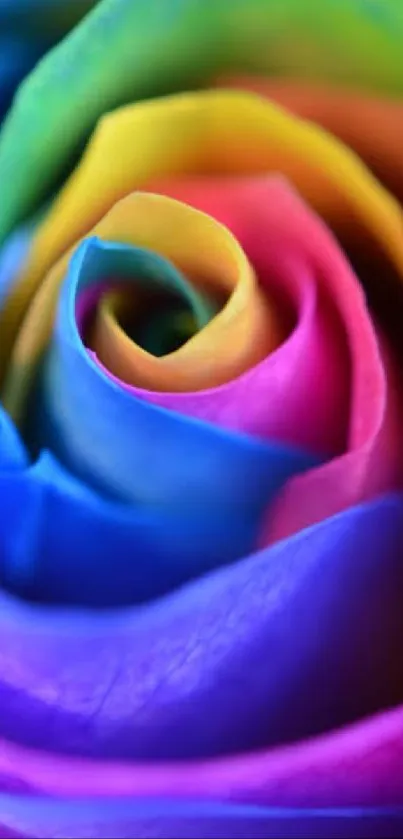 A vibrant rainbow rose wallpaper with colorful petals.