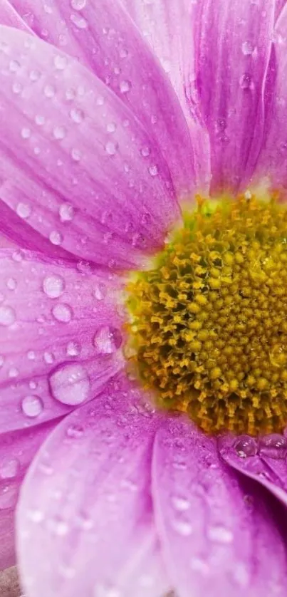 Close-up of purple daisy with raindrops, perfect for mobile wallpaper.