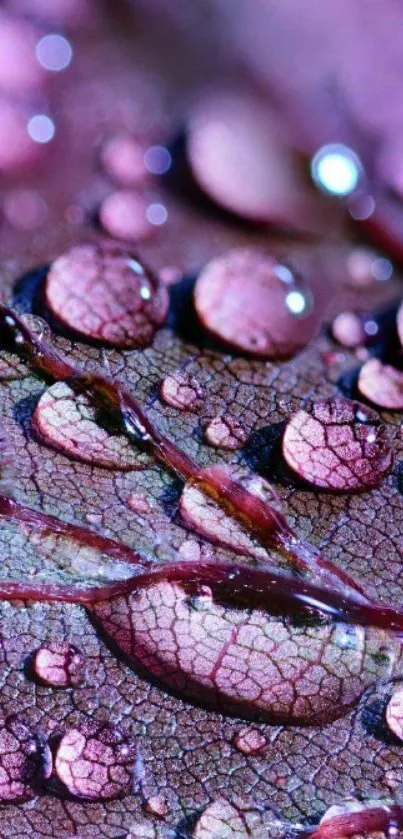 Close-up of pink raindrop-covered leaf with intricate texture.