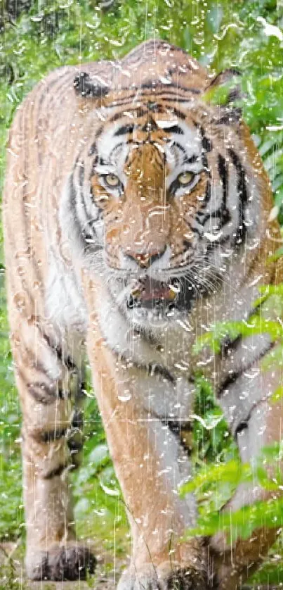 Tiger in the jungle rain mobile wallpaper with lush green backdrop