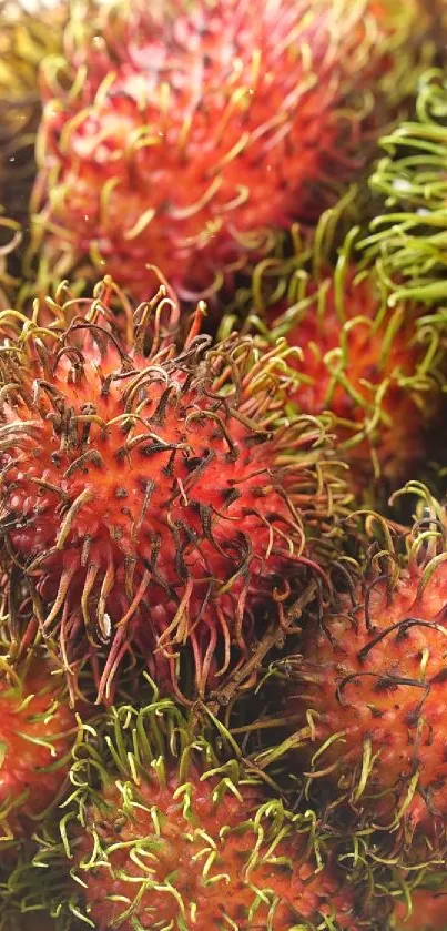 A vibrant wallpaper featuring colorful rambutan fruits in a basket.