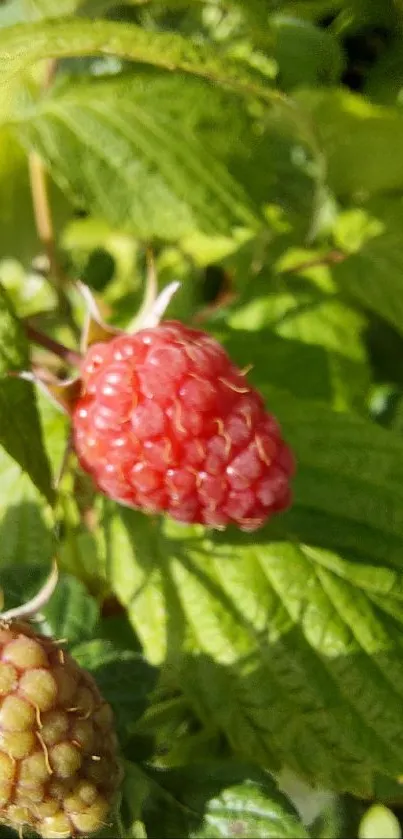 Close-up of a ripe raspberry on lush green leaves.