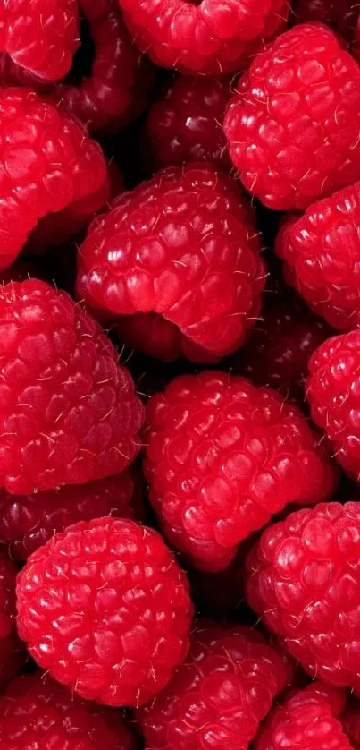 Close-up vibrant red raspberries wallpaper.