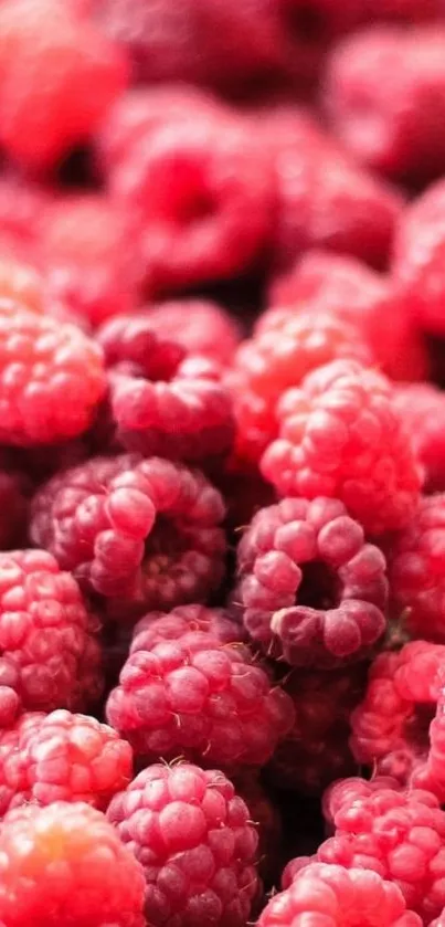 Close-up of vibrant raspberries in pink hues.