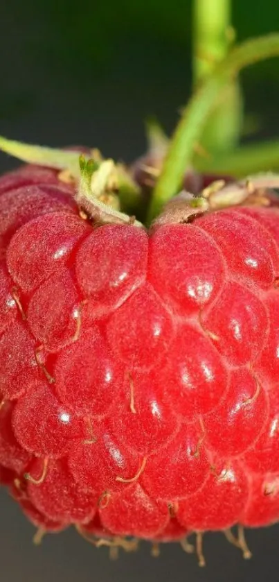 Close-up of vibrant red raspberry with green background.