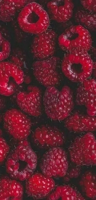 Close-up view of vibrant raspberries in rich dark red hues.