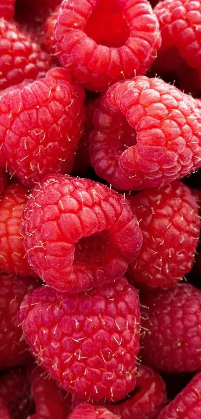 Vibrant raspberry wallpaper with fresh berries.