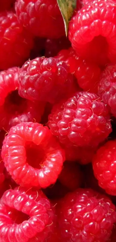 Close-up of ripe red raspberries with vibrant color and natural texture.