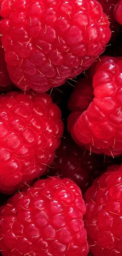 Close-up of fresh, vibrant red raspberries in a colorful fruit wallpaper.