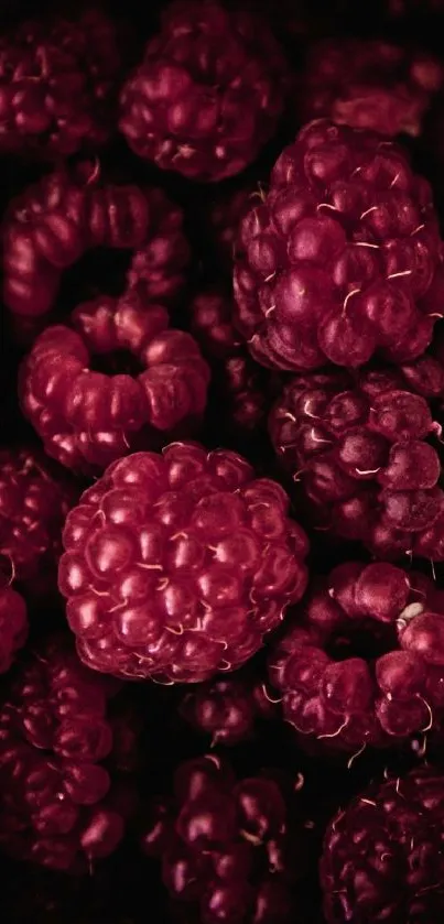 Close-up of vivid dark red raspberries for a mobile wallpaper.