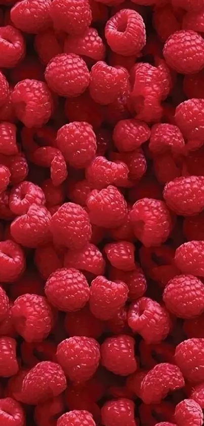 Mobile wallpaper with vibrant red raspberries.