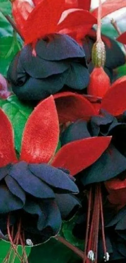 Vibrant red and black flowers with green leaves, perfect for a bold wallpaper.