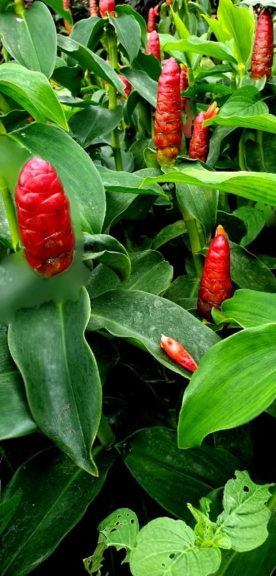 Vibrant red flowers amid lush green foliage in a garden wallpaper.