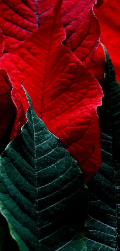 Close-up of vibrant red and green leaves.