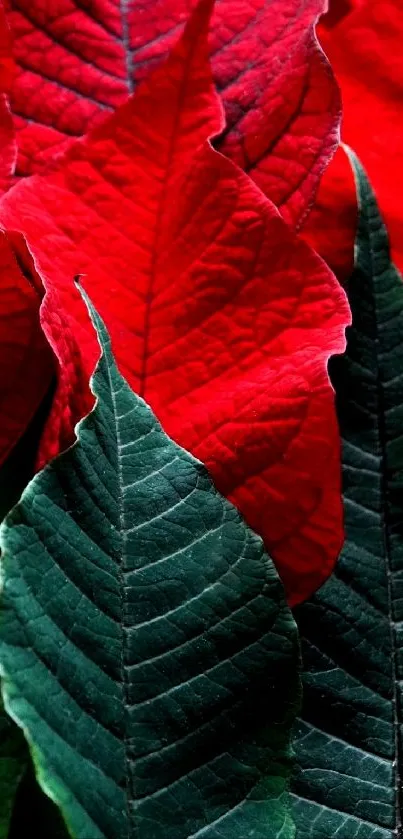 Close-up of vibrant red and green leaves wallpaper.