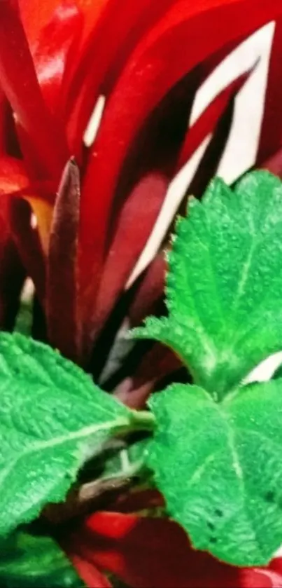 Close-up of vibrant red and green leaves.