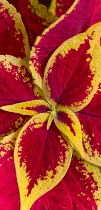 Vibrant red and yellow leaves closeup on a mobile wallpaper.