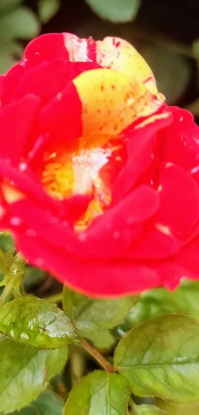 Close-up of a vibrant red rose with green leaves.