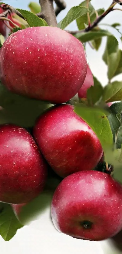 Red apples on a branch with green leaves, vibrant nature wallpaper.