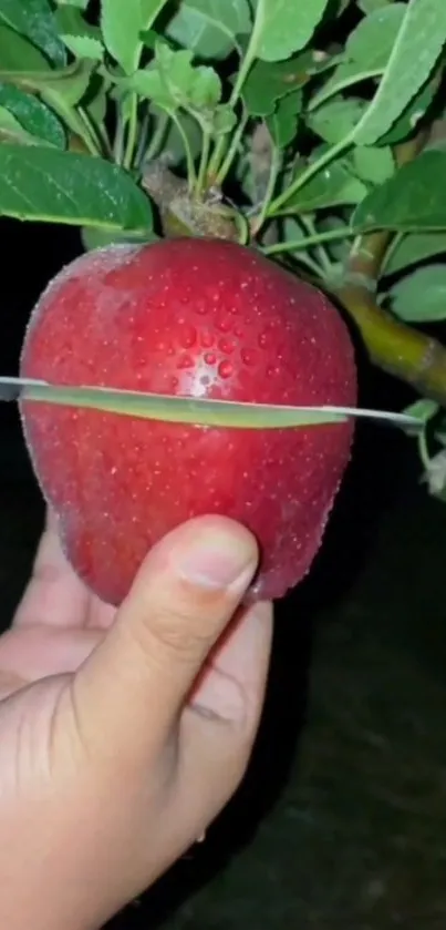 Vibrant red apple with green leaves on a branch in natural setting.