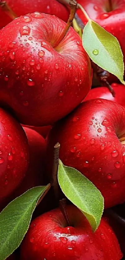 Closeup of vibrant red apples with green leaves.