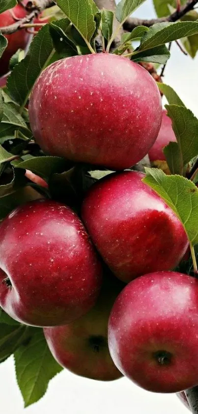 Red apples on a tree branch with green leaves, perfect for a vibrant phone background.