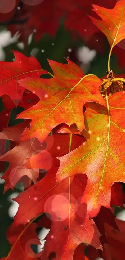 Vibrant red autumn leaves in close-up view.