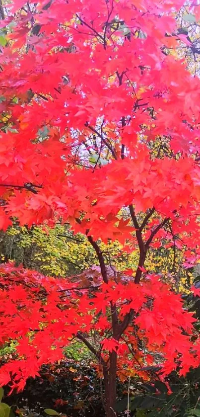 Vibrant red leaves feature in autumn scenery.