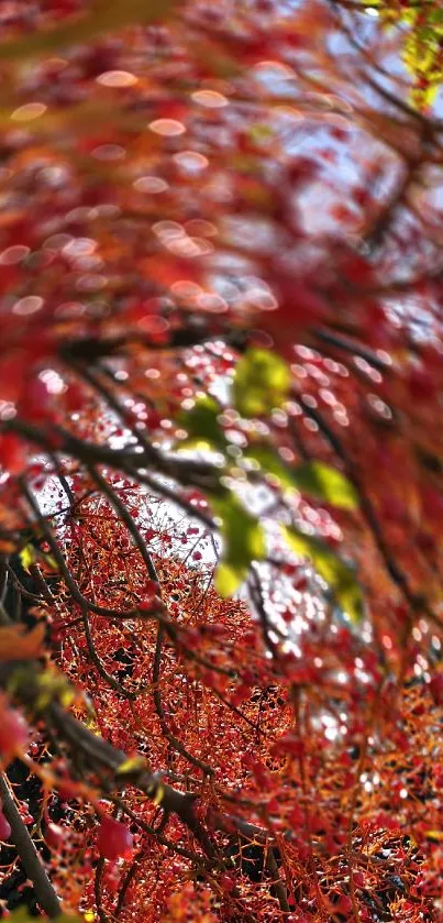 Red autumn leaves with detailed branches in vibrant mobile wallpaper.