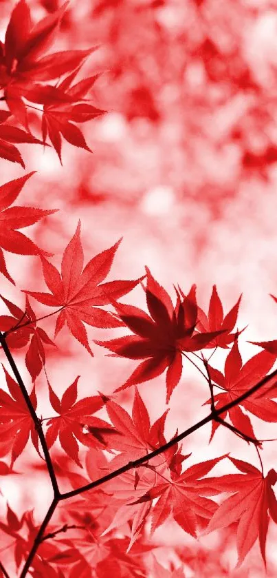 Red leaves creating a vibrant autumn mobile wallpaper.