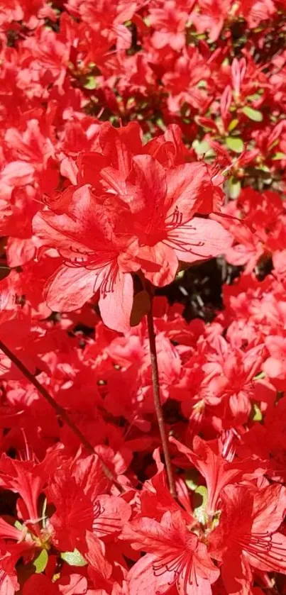 A vibrant display of blooming red azaleas, perfect for wallpaper.