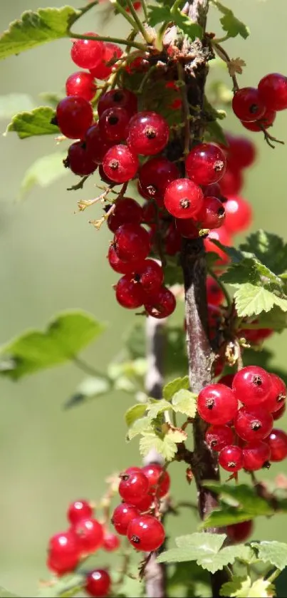 Close-up of vibrant red berries with green leaves.