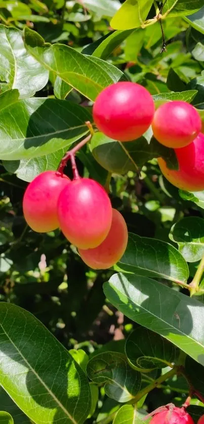 Red berries and green leaves in bright sunlight.