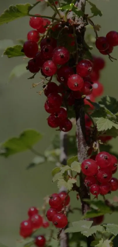 Mobile wallpaper of vibrant red berries against dark olive green leaves.