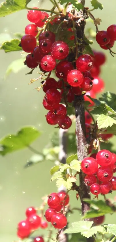 Vibrant red berries hanging on a green leafy branch.